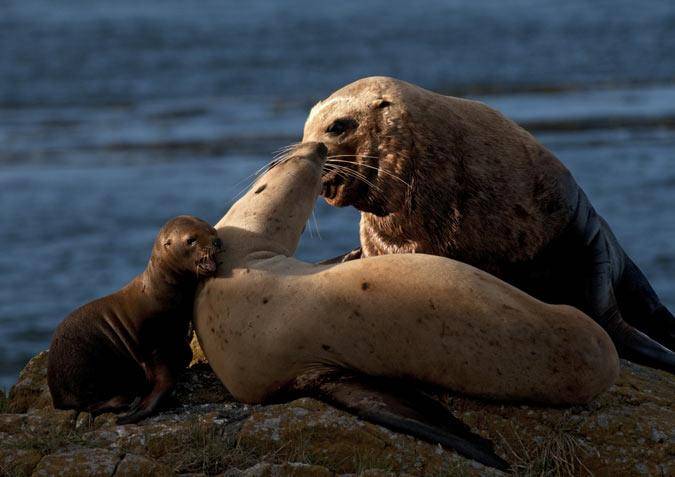 Морской лев (сивуч): как выглядит, его повадки, образ жизни, фото