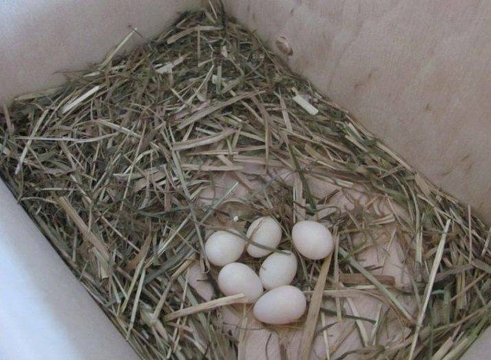 Разведение амадин в домашних условиях: как размножаются, сколько высиживают яйца
