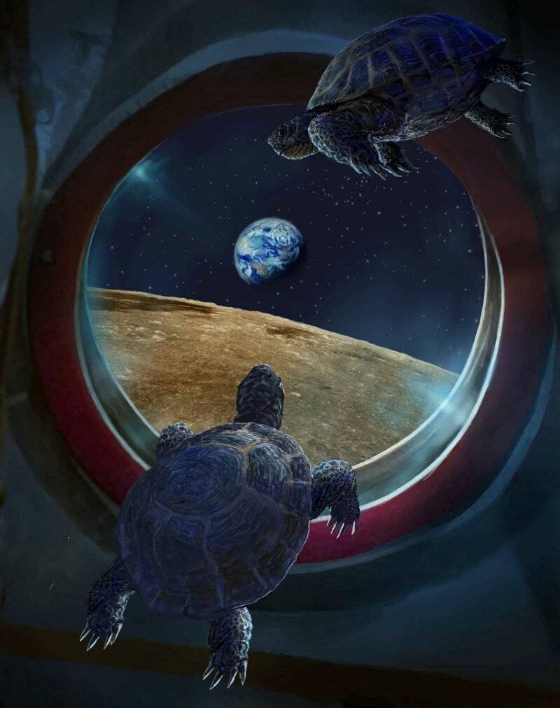 В 1968 году черепахи облетели луну на космическом корабле – удивительные факты