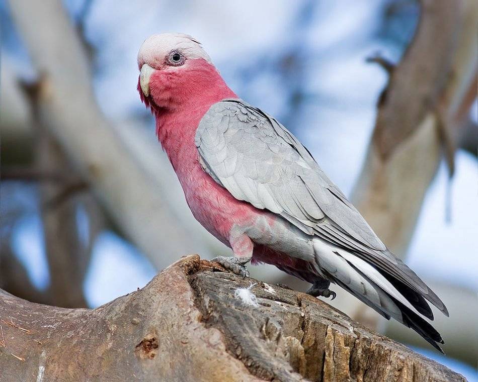Попугай розовый какаду (гала)
