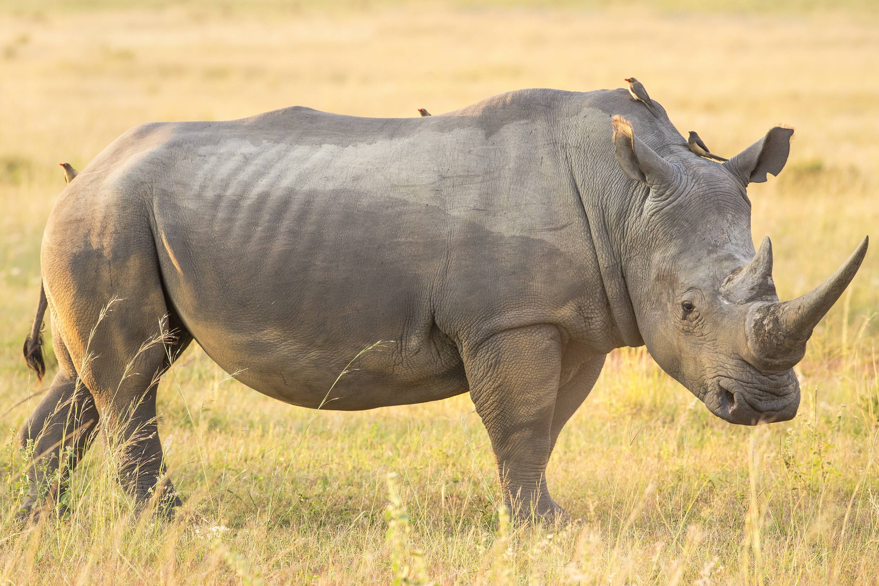 Западный чёрный носорог и его образ жизни