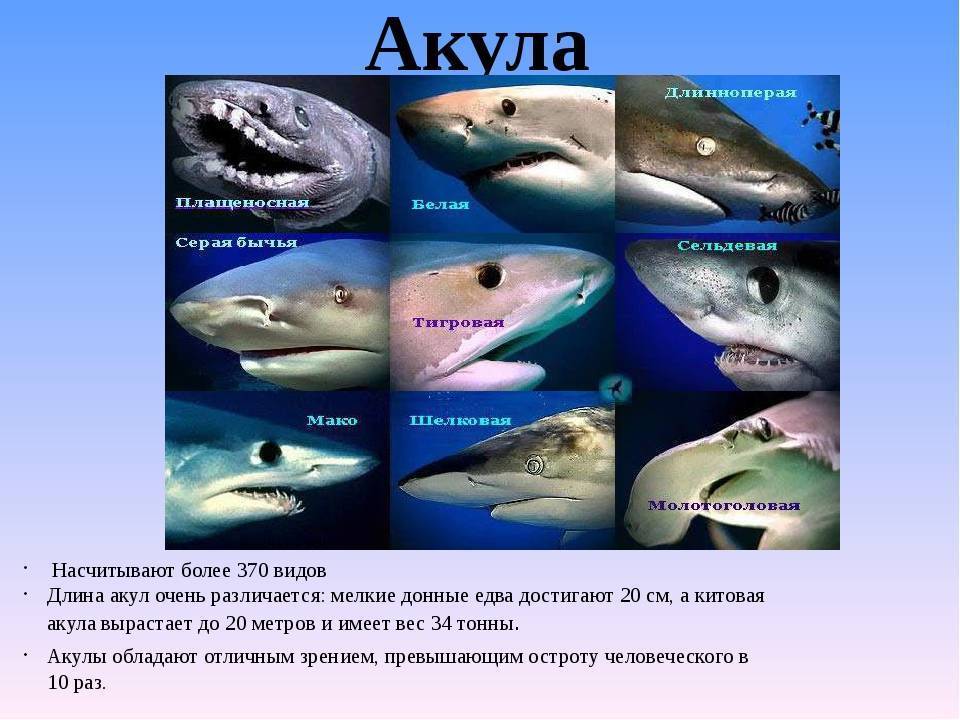 Большая белая акула – фото, описание, ареал обитания, питание, враги