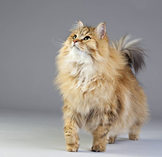 Самые большие породы кошек: топ10 с фото и названиями