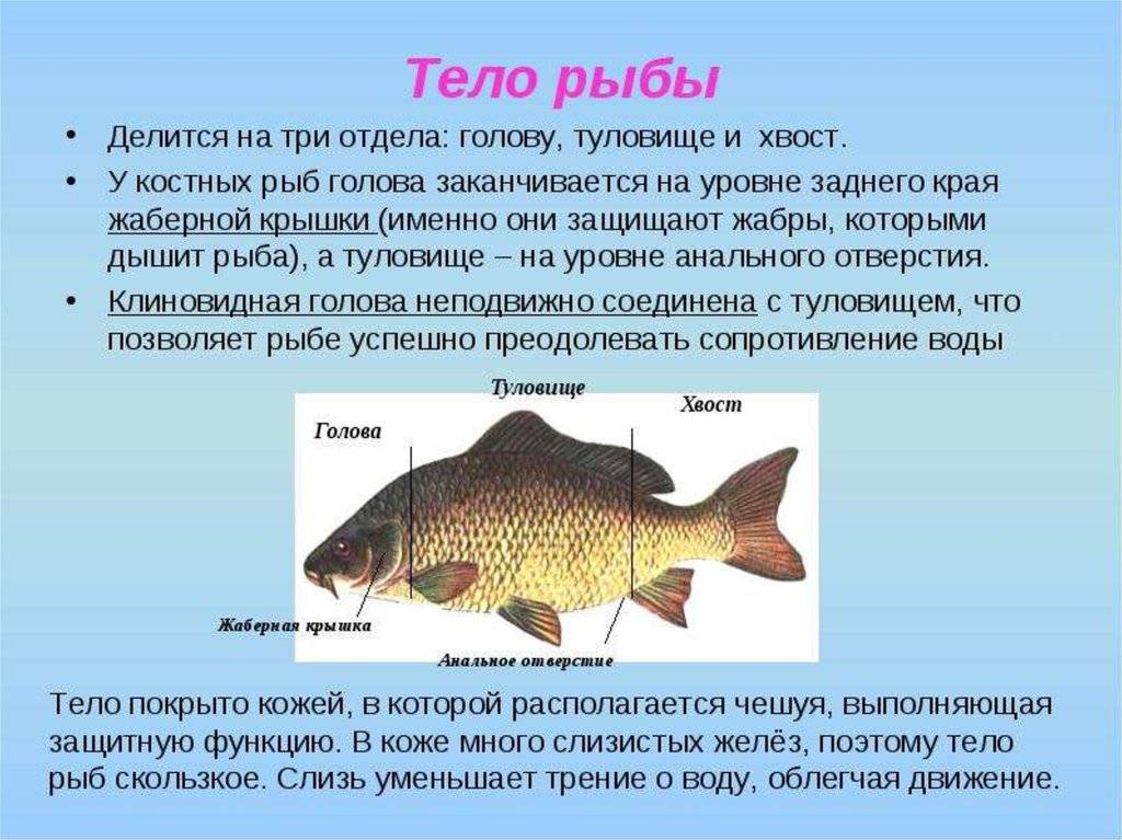 Какое тело у рыб. Форма тела рыб. Описание тела рыбы. Внешнее строение рыб характеристика. Отделы тела форма тела рыбы.