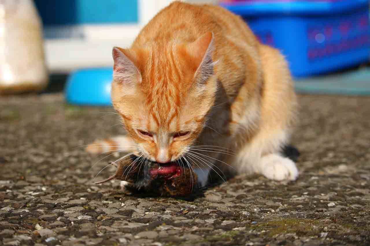 Кошка ест мышей – вредно или полезно?