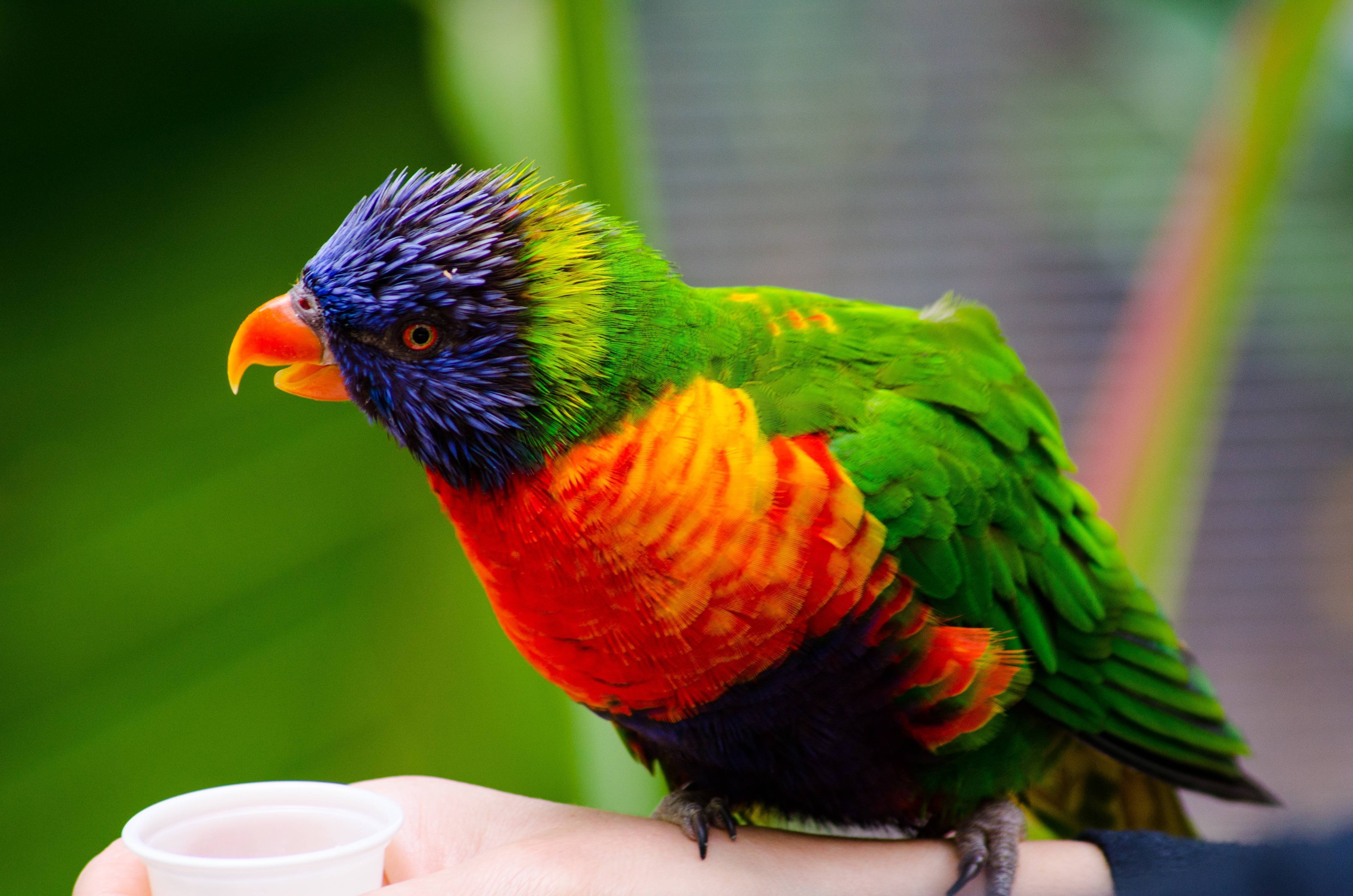 Лориевые попугаи (лори) описание породы, характеристики, внешний вид, история, фото