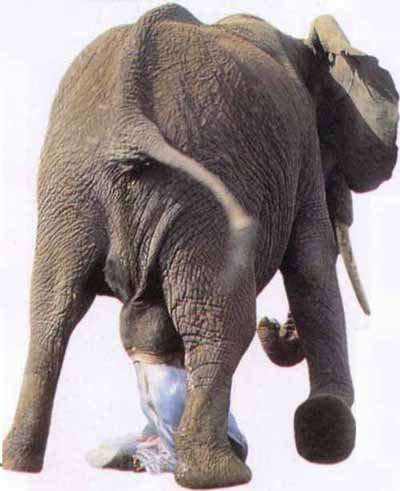 Беременность слона – особенности, длительность, материнство