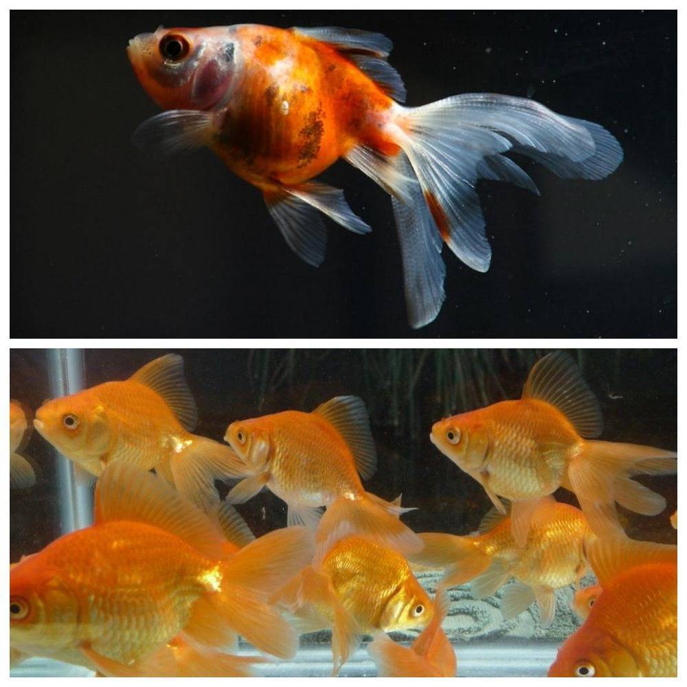 Золотые рыбки — содержание в домашних условиях