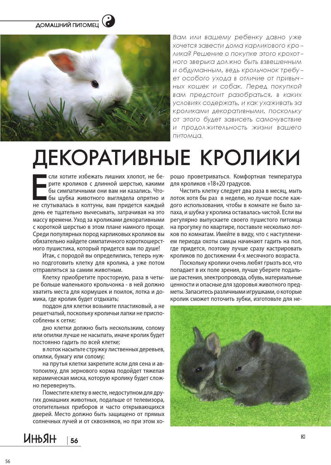 «за» и «против» покупки | информационный портал о карликовых и декоративных кроликах