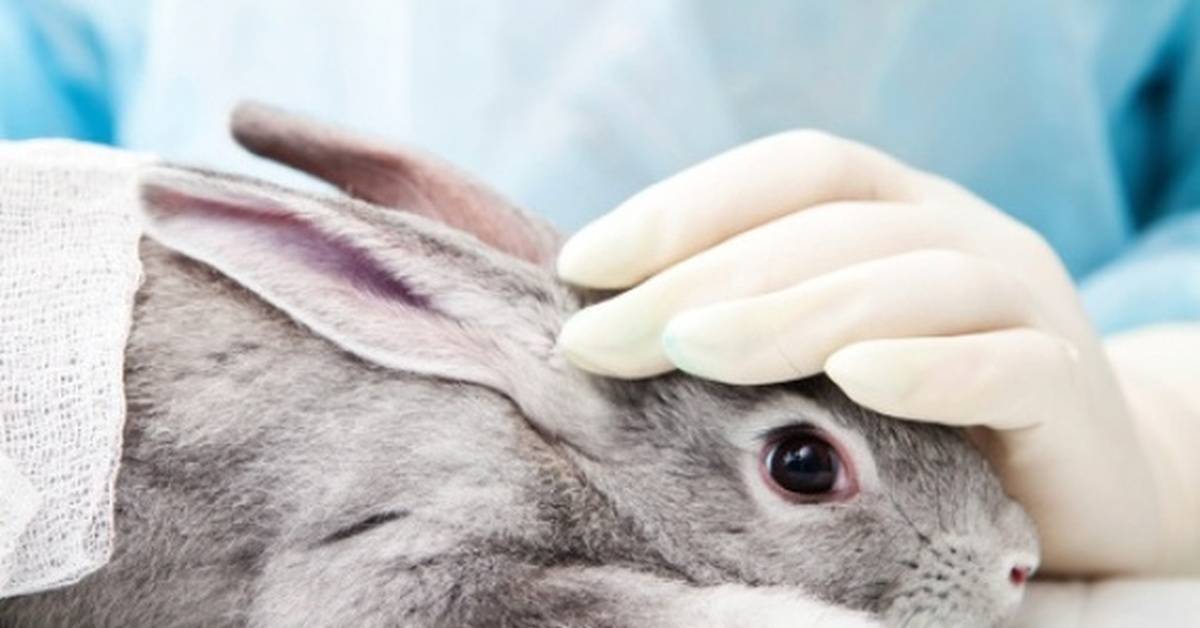 Чем болеют кролики и как их лечить?