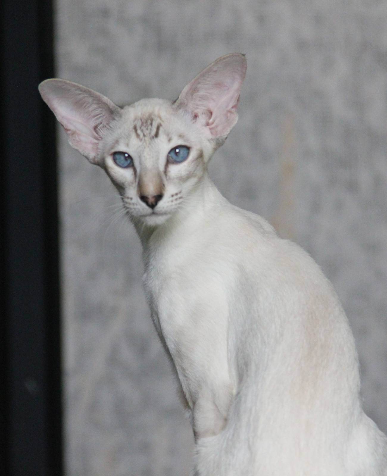 Ориентальная кошка: фото и описание породы, характер ориенталов, особенности содержания