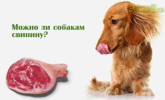 Почему нельзя свинину собакам? узнайте ответ