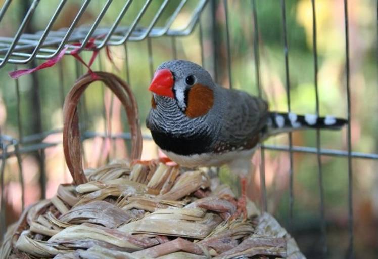Амадины: уход, разведение и содержание птицы в домашних условиях (105 фото)