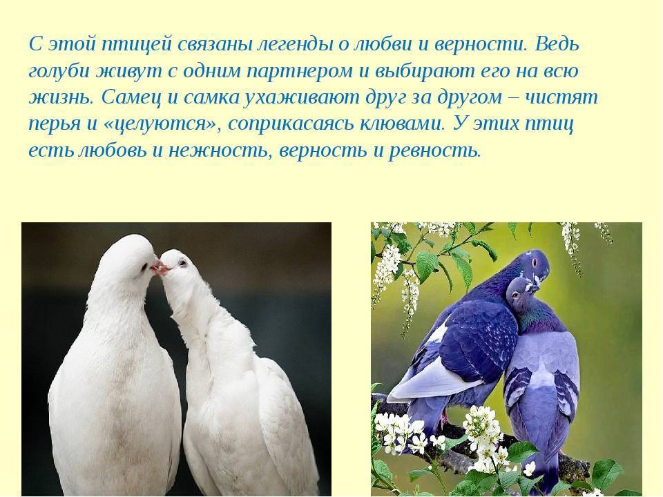 Кто такие курские голуби, откуда появилось такое название и основные отличия