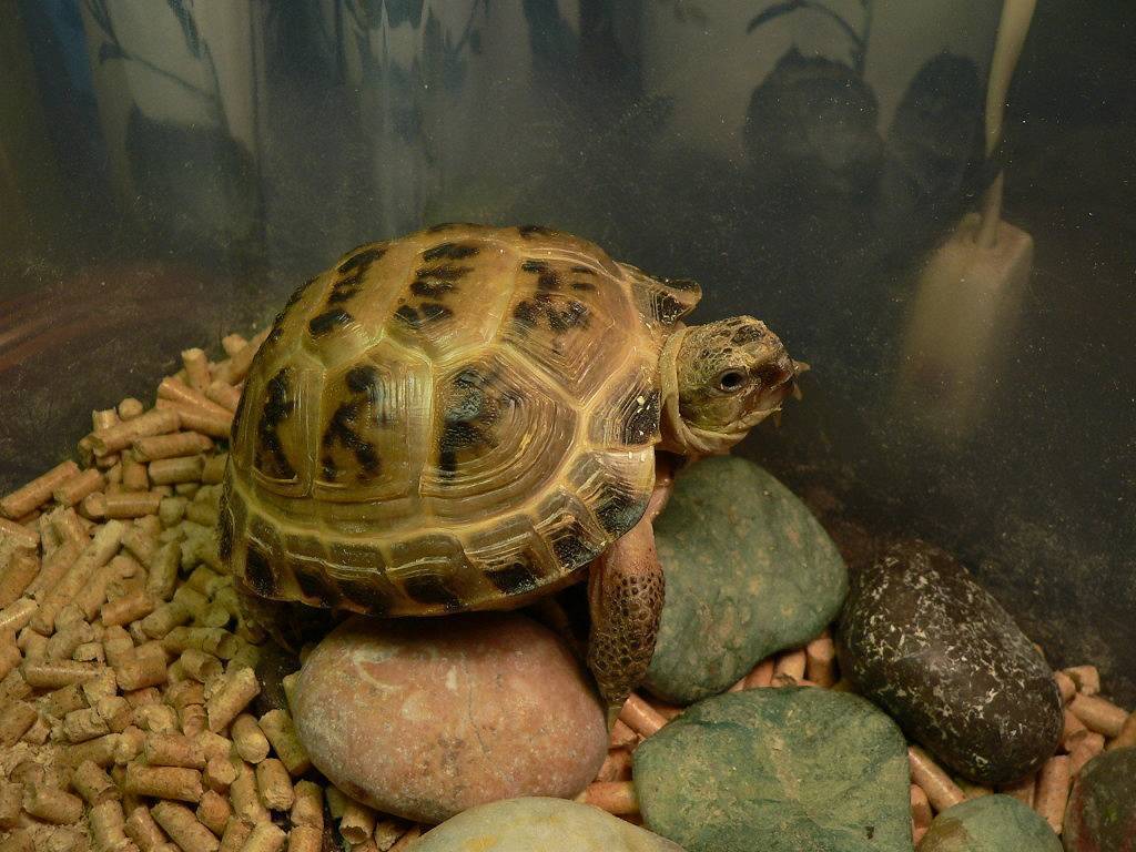 Сухопутная среднеазиатская черепаха: особенности поведения, содержание, уход и кормление в домашних условиях