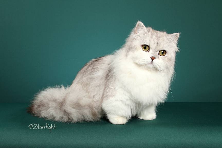 Наполеон – описание породы кошки: фото, характер, размер, уход, цена в каталоге на официальном сайте корма бош