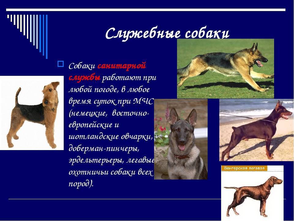 Служебные породы собак с фотографиями и названиями