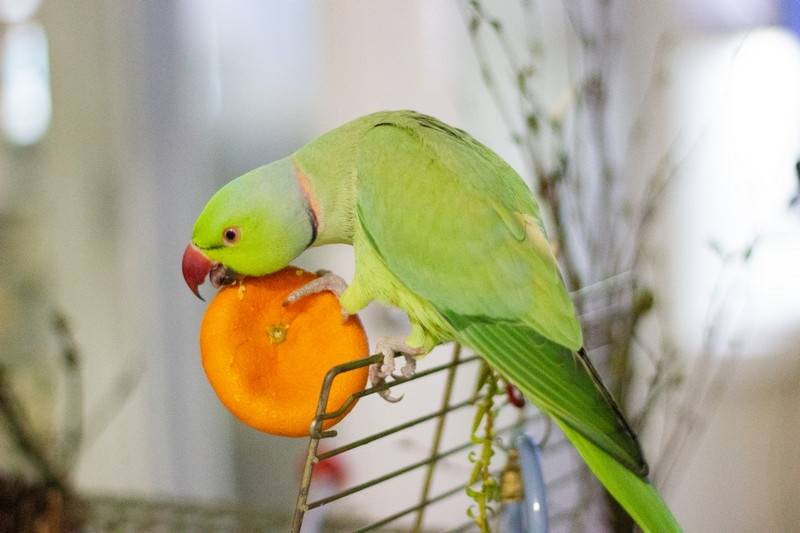 Как облегчить адаптацию волнистого попугая дома после покупки