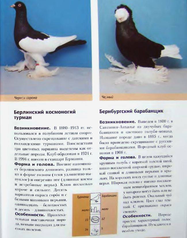 Породы голубей: описание разных видов с фотографиями