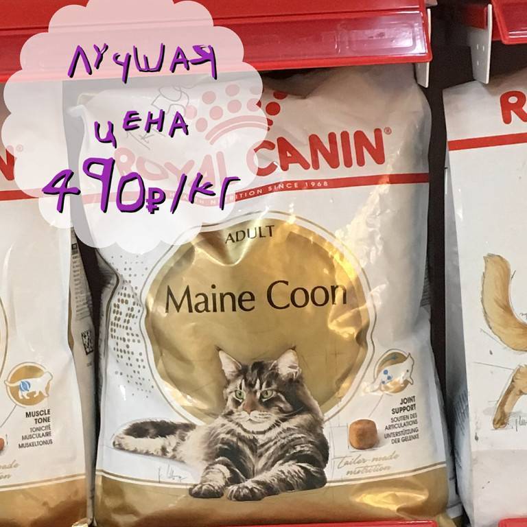 Чем кормить котенка мейн кун с рождения до года, что нельзя