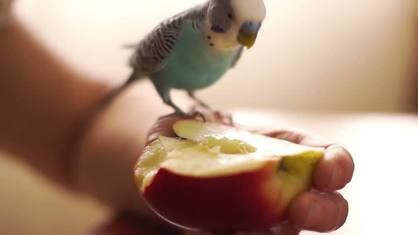 Можно ли давать попугаям яблоки