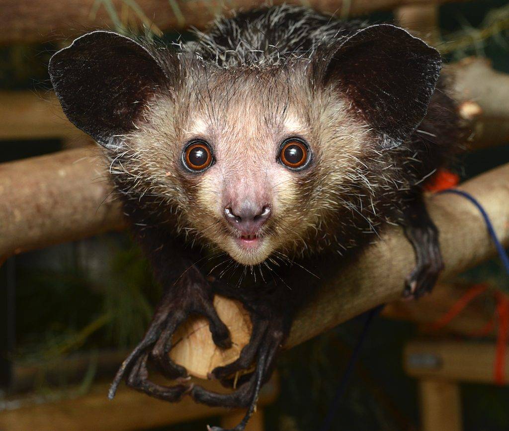 Мадагаскарская руконожка ай-ай - необычные животные
