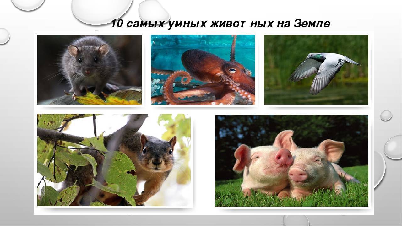 5 самых умных животных на земле - hi-news.ru