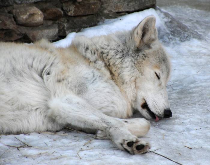 Волк (canis lupus): фото, интересные факты, ареал обитания