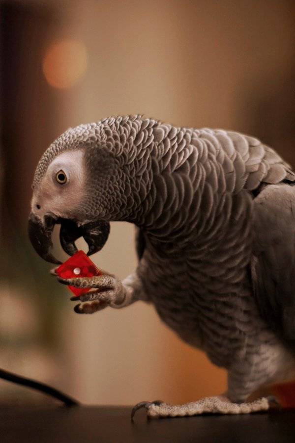 Самый умный попугай в мире
