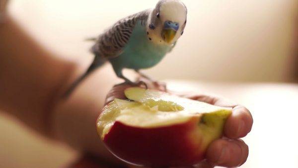 Какие фрукты можно попугаям, как приручить попугая к овощам