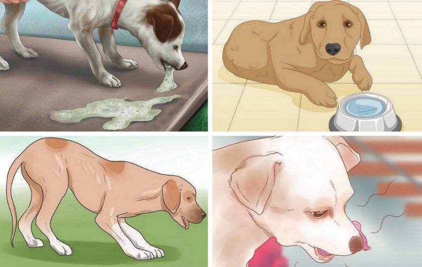 Почему собака писает кровью - разбираем возможные причины и методы лечения