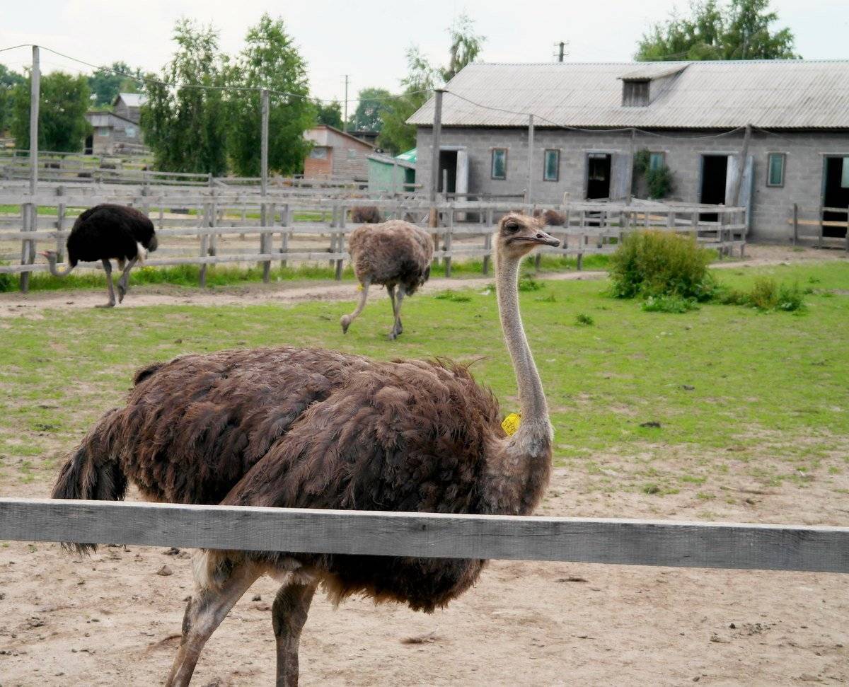 Как организовать разведение страусов в домашних условиях для начинающих