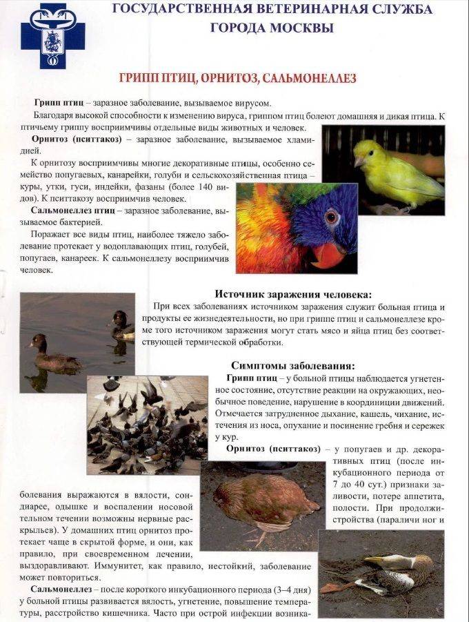 Болезни голубей, опасные и неопасные для человека — симптомы, лечение