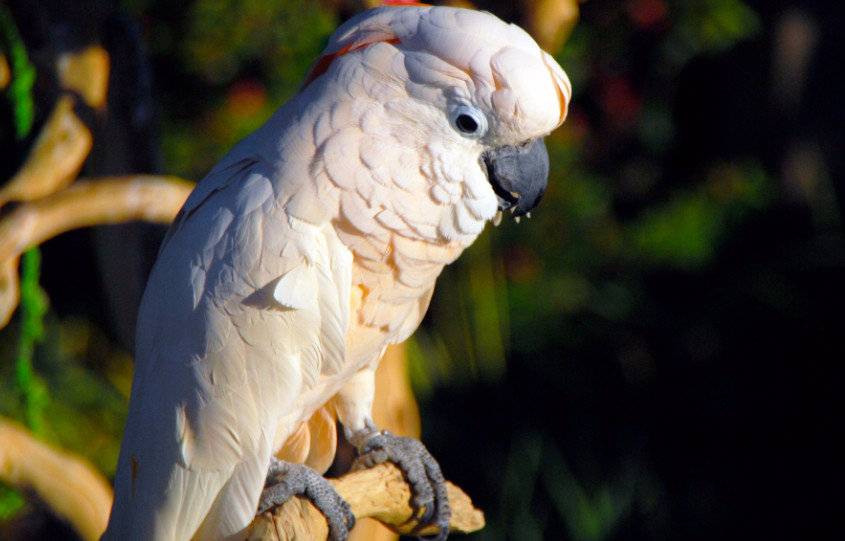 Сколько стоит попугай какаду в россии в рублях