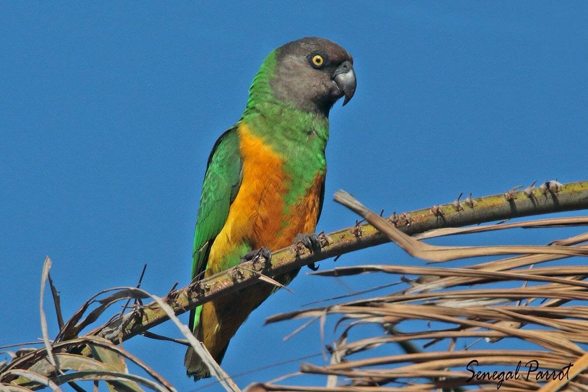 Сенегальский длиннокрылый попугай - фото, отзывы, видео о говорящих сенегальских попугаях