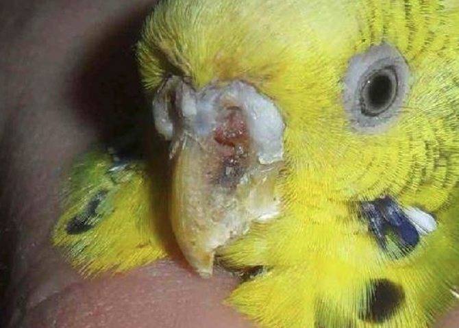 Лечение клеща на клюве у волнистого попугая — советы орнитолога
