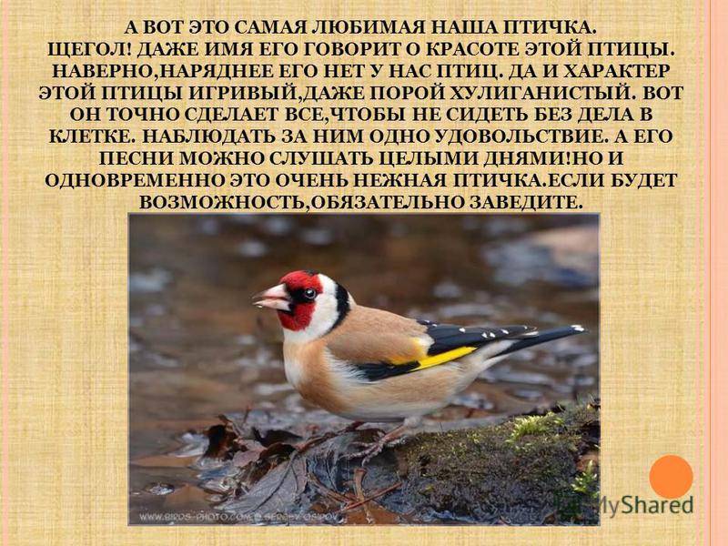 Чиж птица. описание, особенности, образ жизни и среда обитания чижа