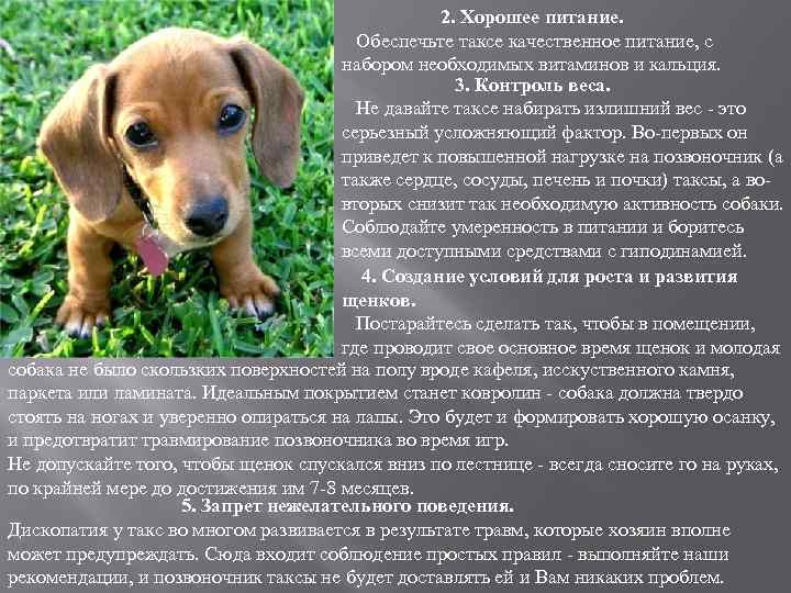 Собака такса: характеристика породы, особенности темперамента, наследственные заболевания