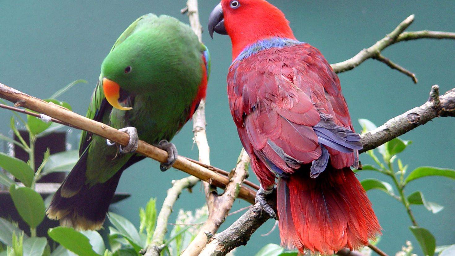 Благородные попугаи эклектусы: описание, содержание, размножение