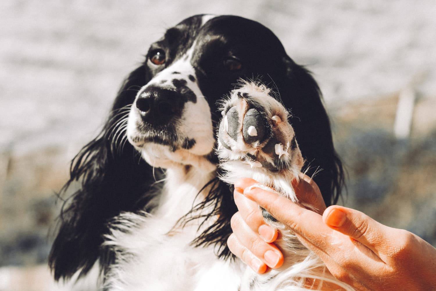 Почему собаки грызут свои лапы: возможные заболевания и поведенческие особенности