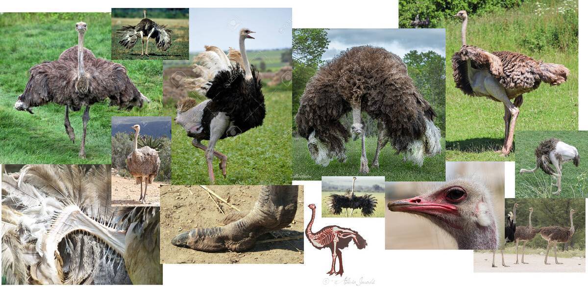 Африканский страус - инструкция по разведению и советы по постройке фермы