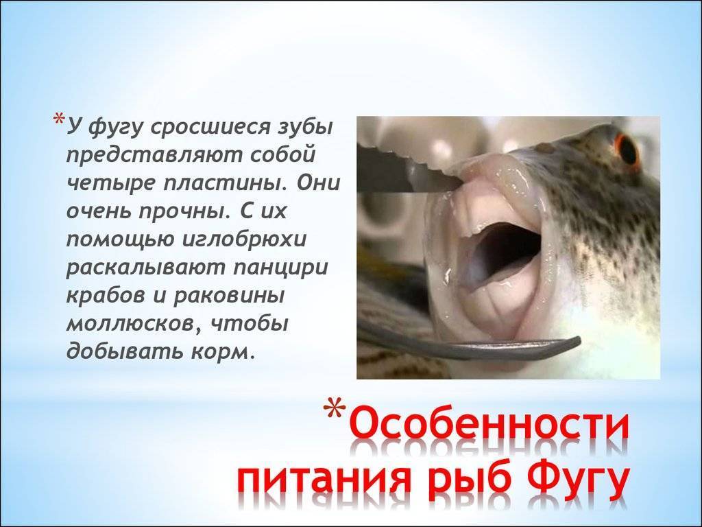 Рыба фугу - привлекательный и опасный деликатес - def4onki