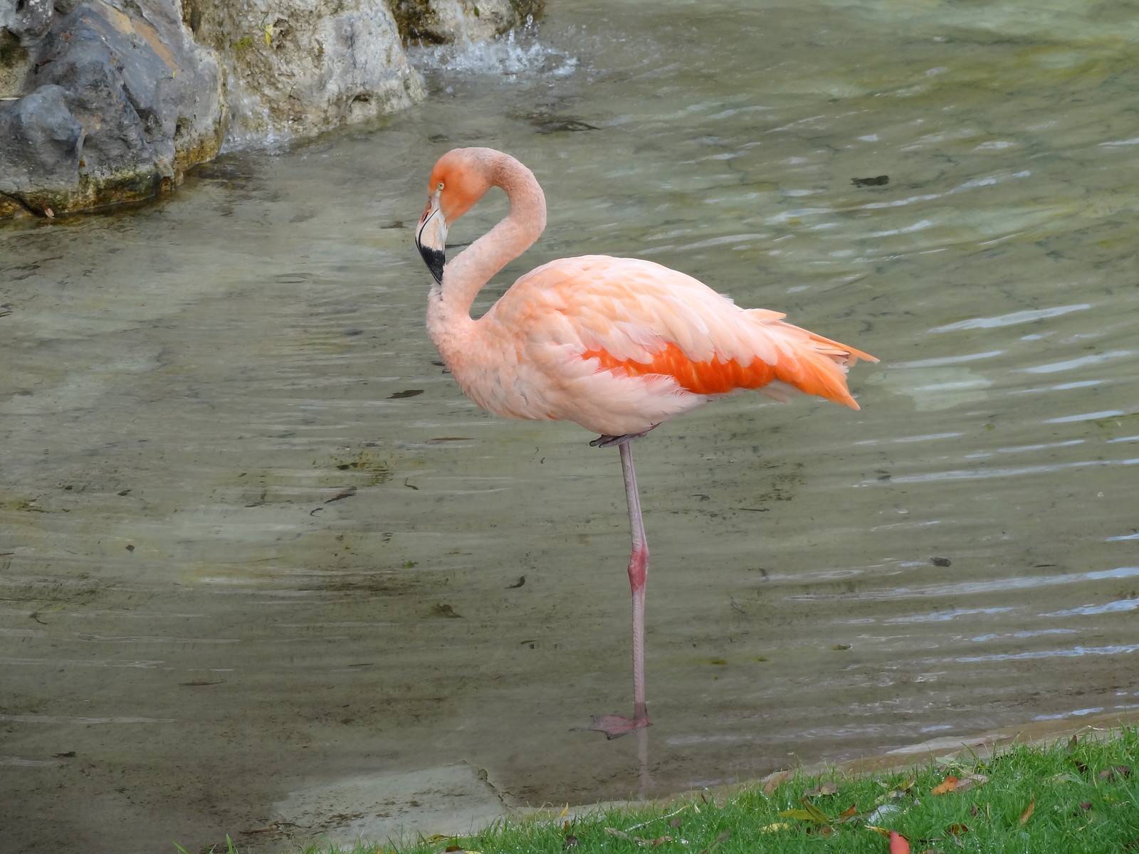 Фламинго: умеют ли летать | интересный сайт