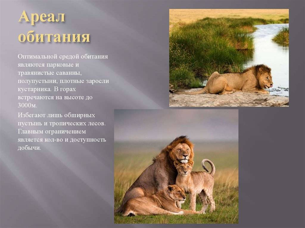 Лев: описание, виды, образ жизни, где обитает | планета животных