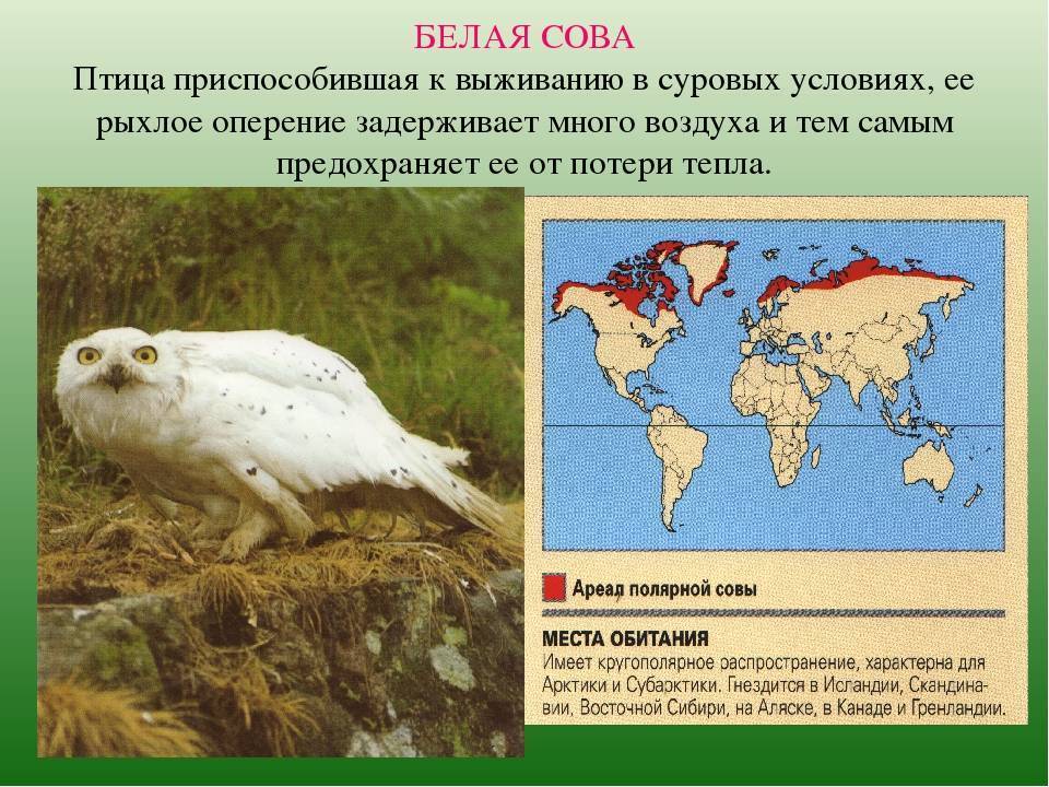 Озерная чайка перелетная птица или же нет; образ жизни, миграция и зимовка