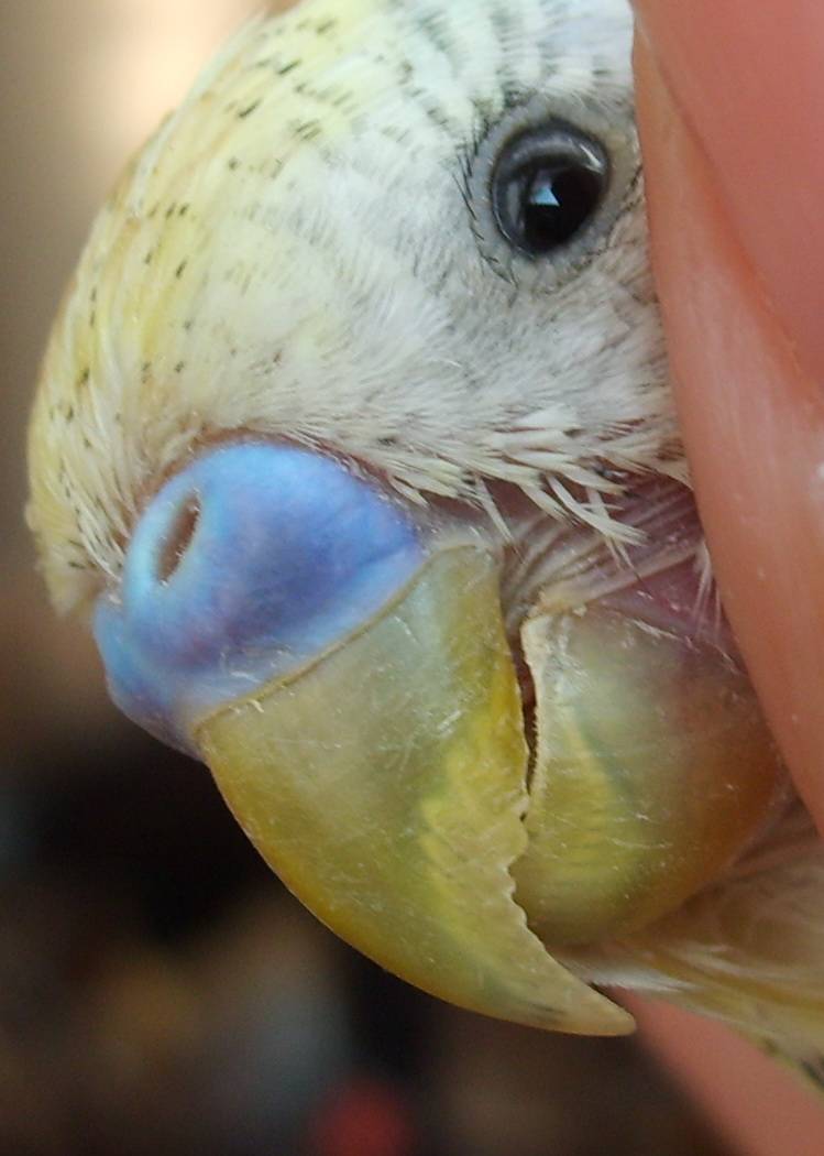 Очинный клещ у попугая фото