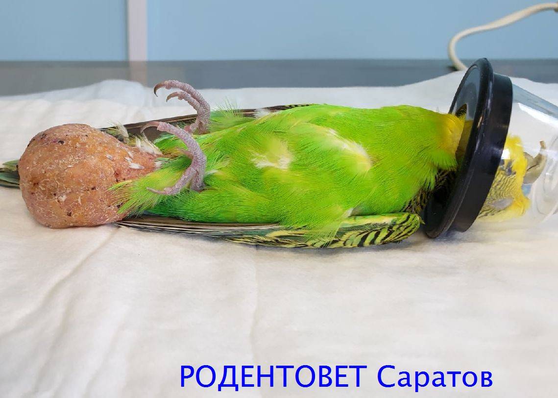 Почему попугай не ест и не пьёт: что делать и как помочь птице (обновлено)
