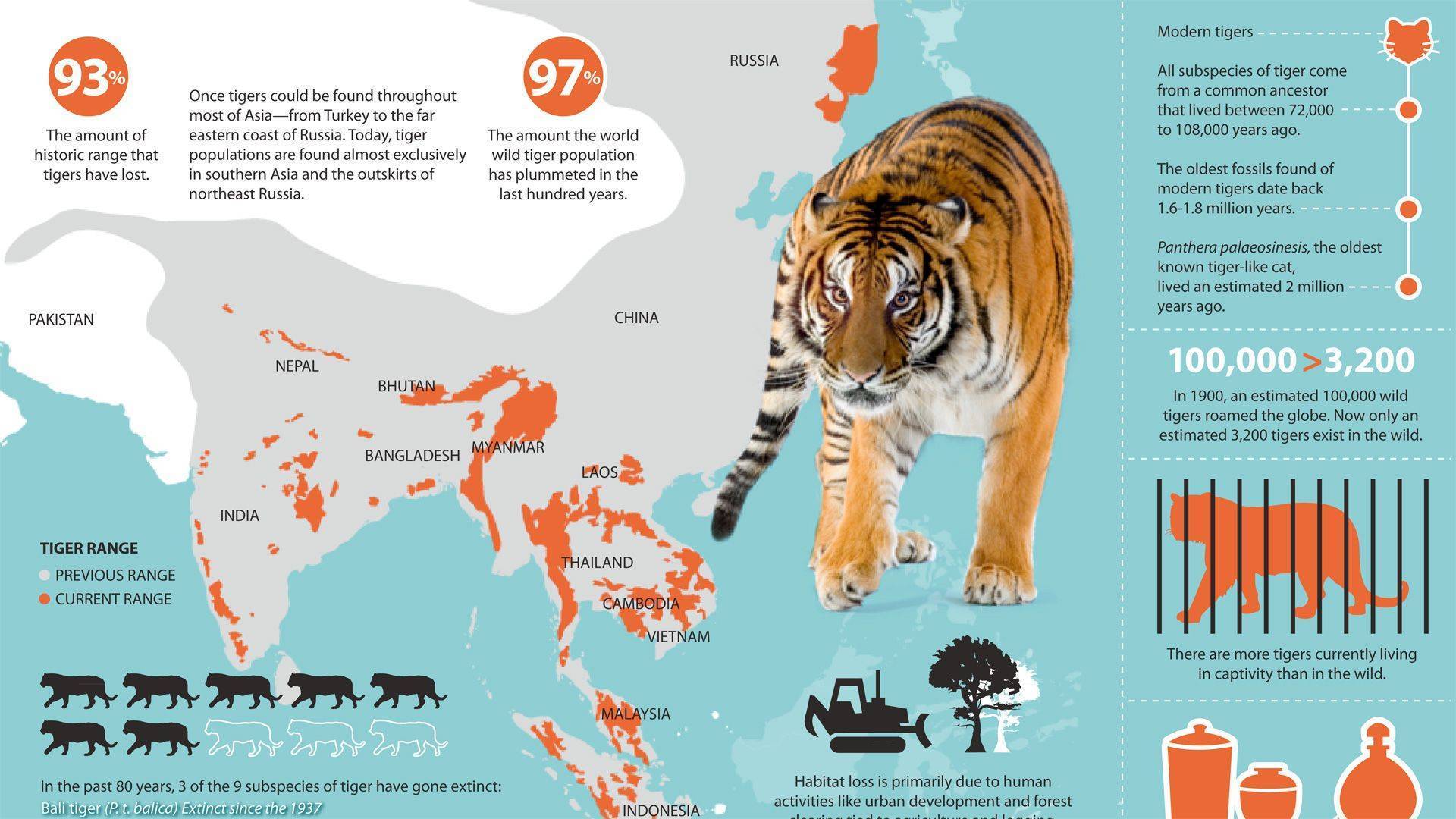 Тигр - кошачьи | некоммерческий учебно-познавательный интернет-портал зоогалактика