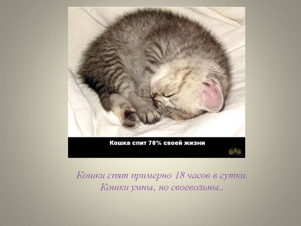 Особенности сна кошек - миркошек.рф