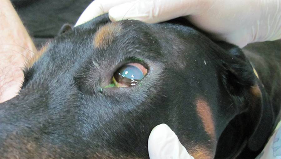 ❶ собаку укусил клещ: признаки, симптомы, лечение укуса клеща у собаки